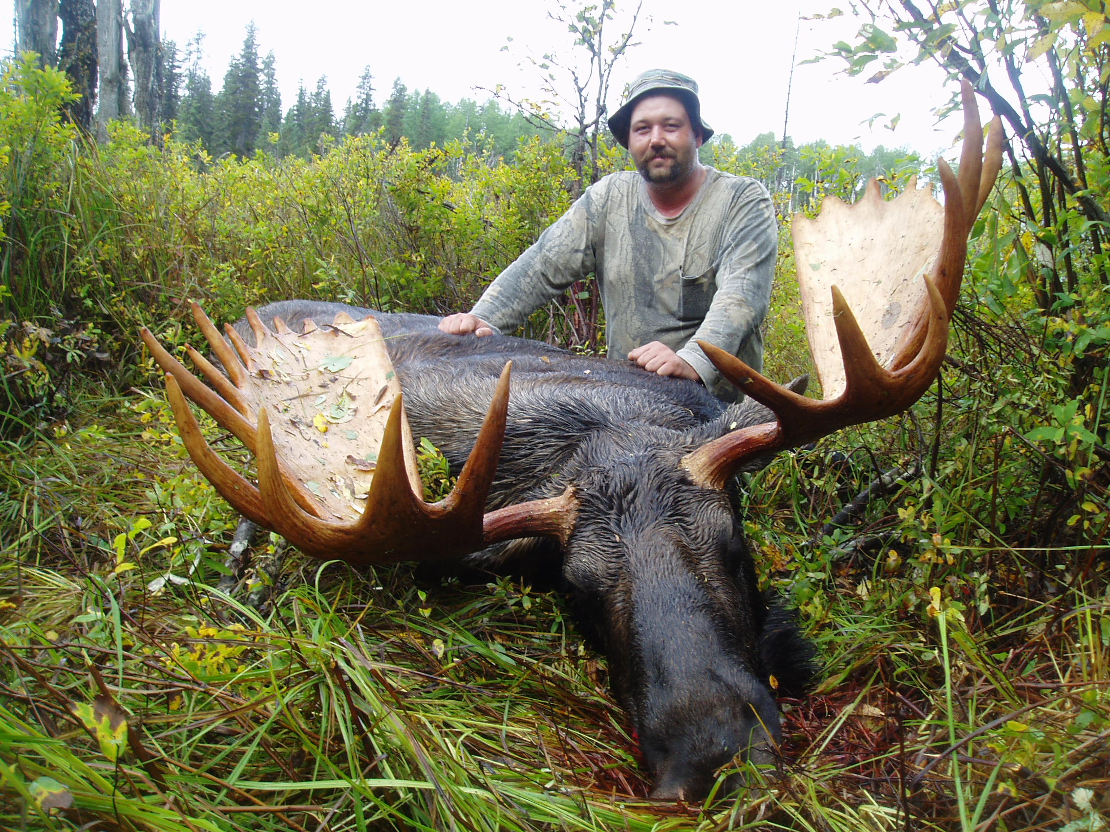 Moose hunts