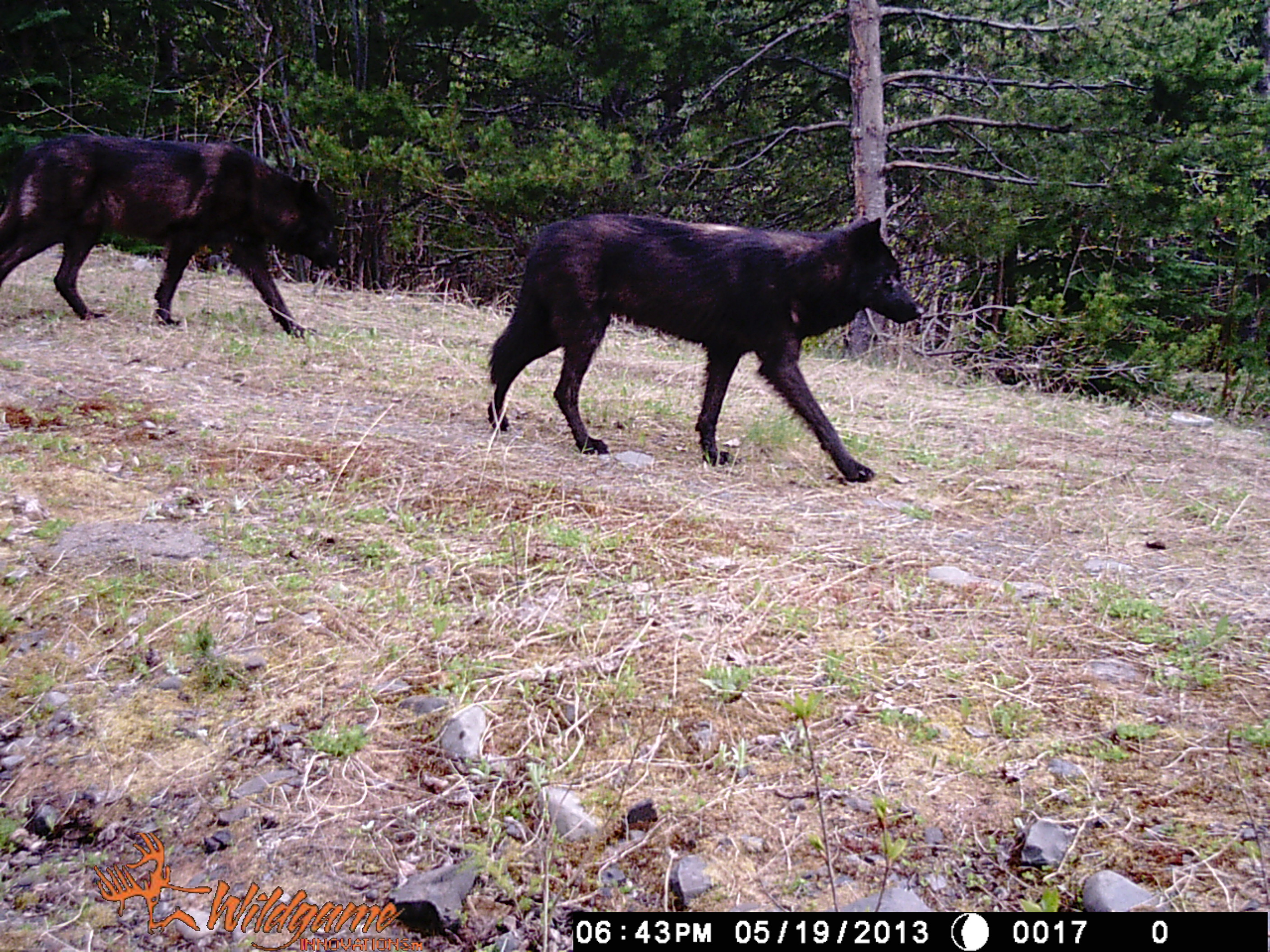 2013 spring bear hunt