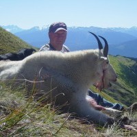 Mountain Goat Photo Gallery