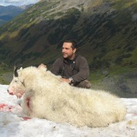 British Columbian Mountain Goat